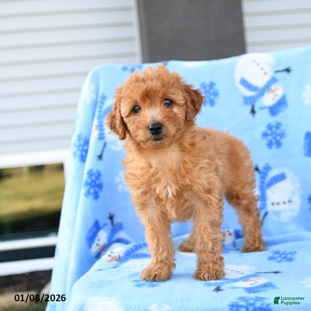 Mini Goldendoodle dogs for sale: Wren - Ad 3
