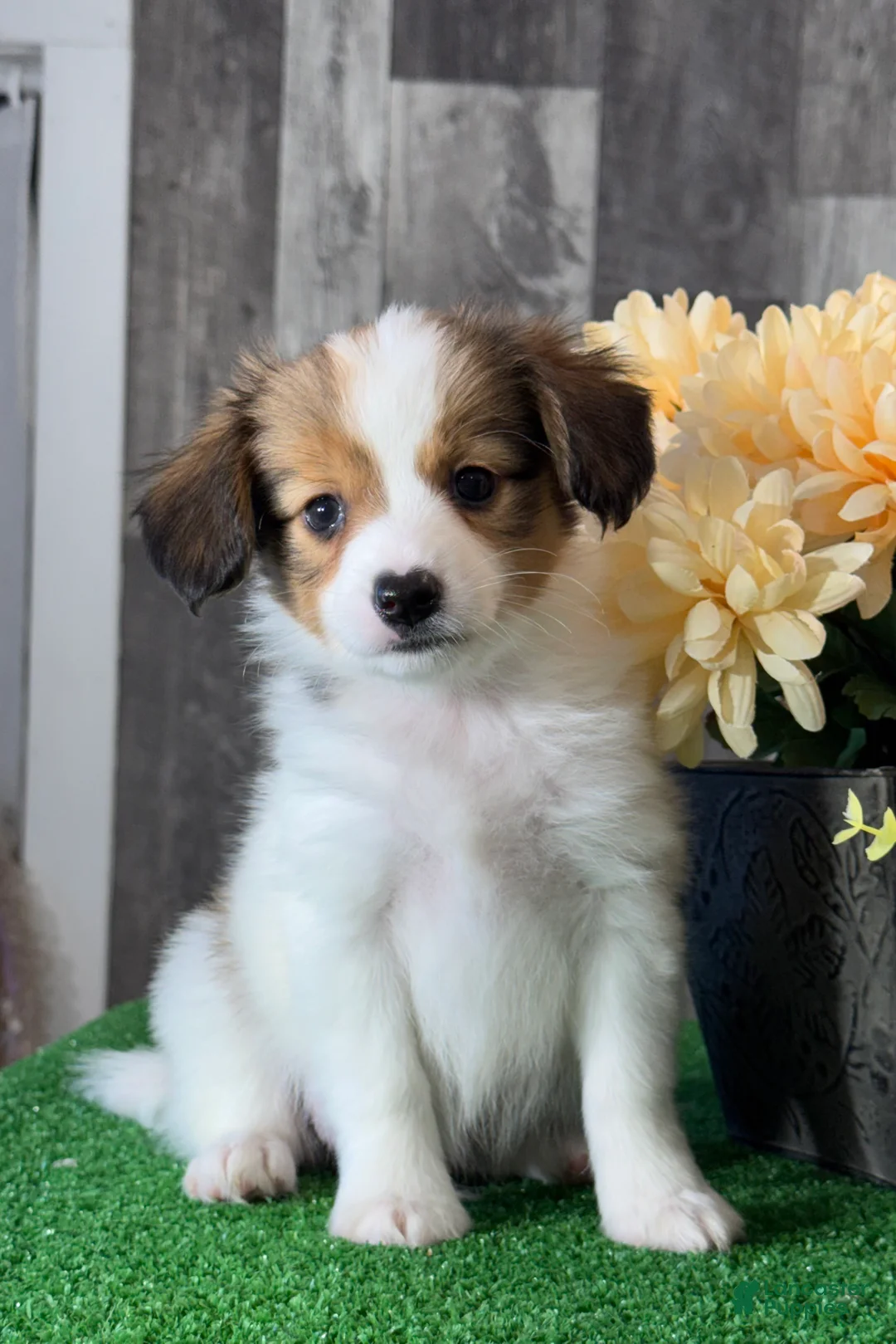 Papillon dogs for sale: Rocket 🚀  - Ad 1
