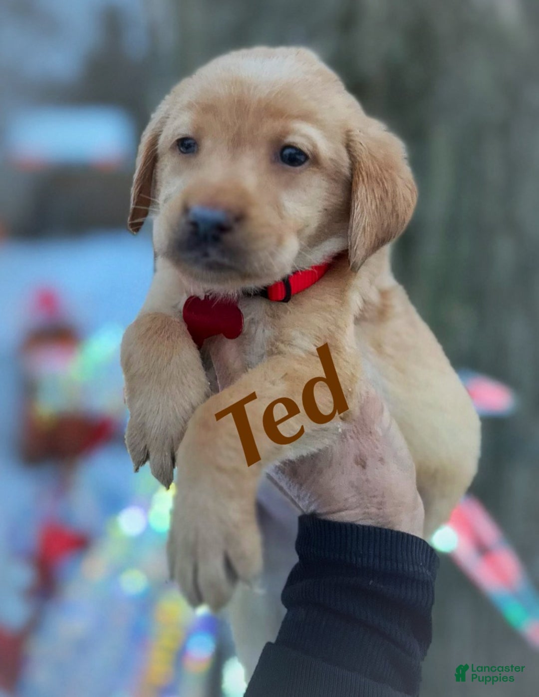 Labrador Retriever dogs for sale: Labrador Retriever Puppy 1 - Ad 11