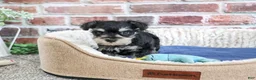 Miniature Schnauzer dogs for sale: Jacob - Ad 4