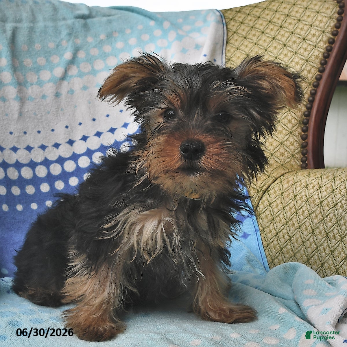 Yorkshire Terrier dogs Eenie - Ad 2