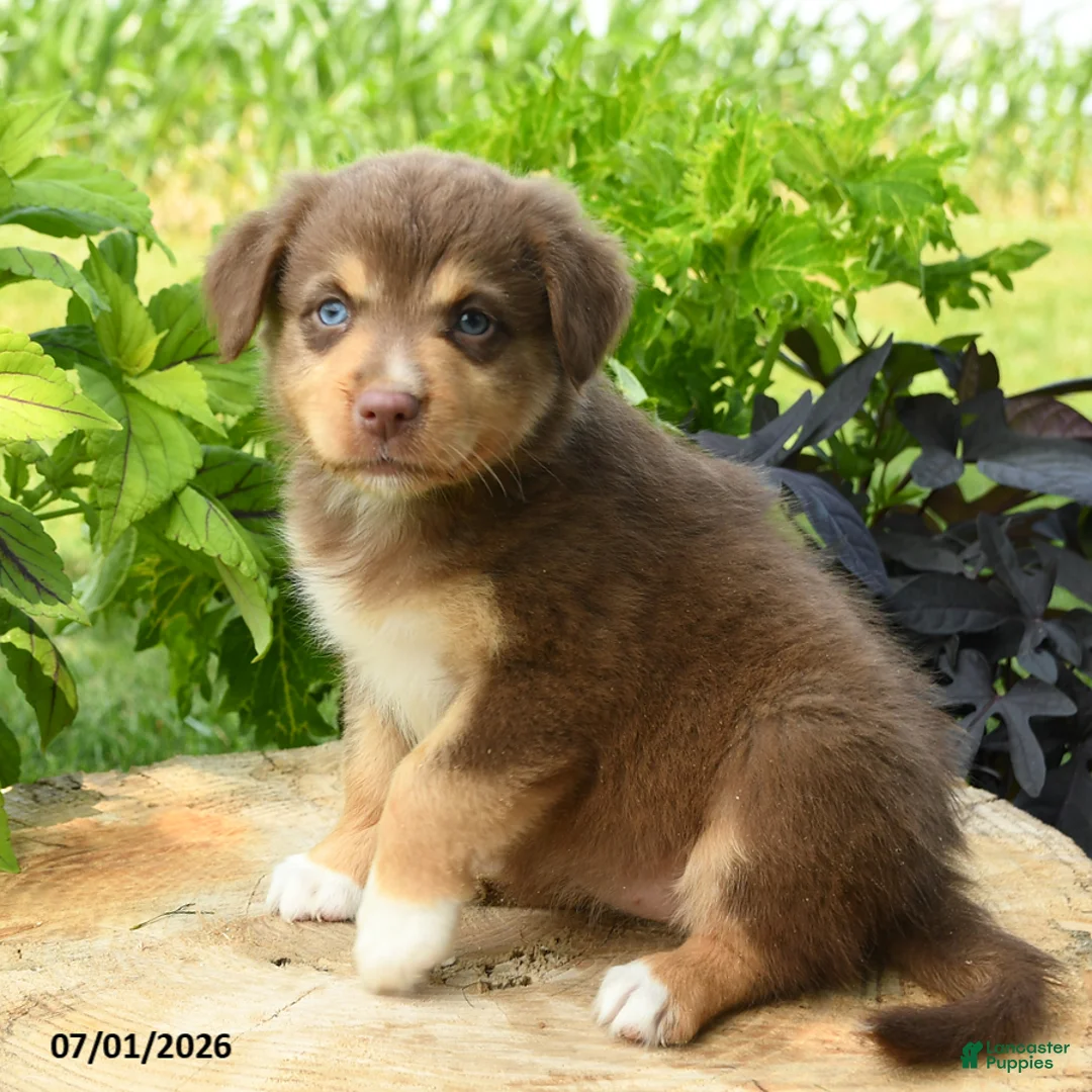 Australian Shepherd dogs for sale: Poppy - Ad 2