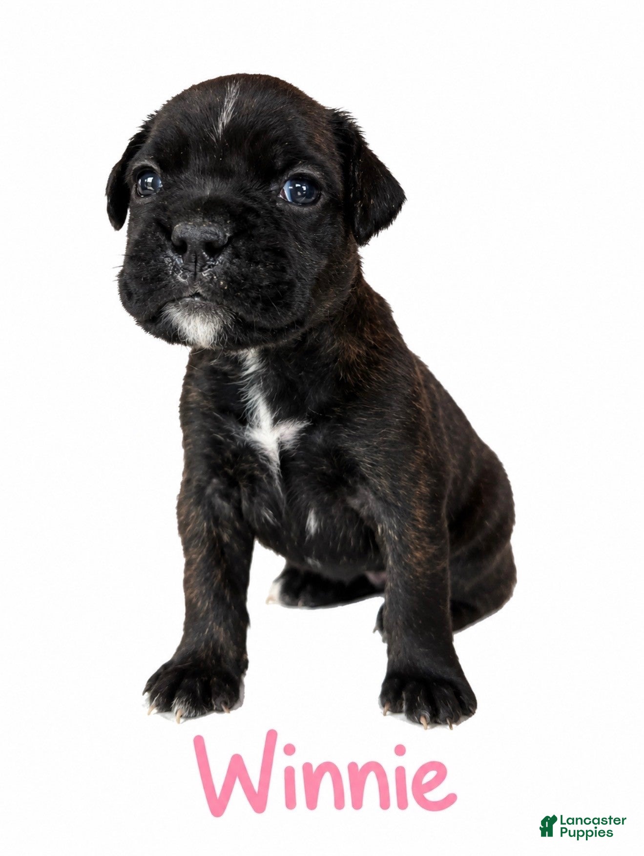 Boxer dogs Winnie - Ad 1