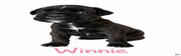 Boxer dogs for sale: Winnie - Ad 1