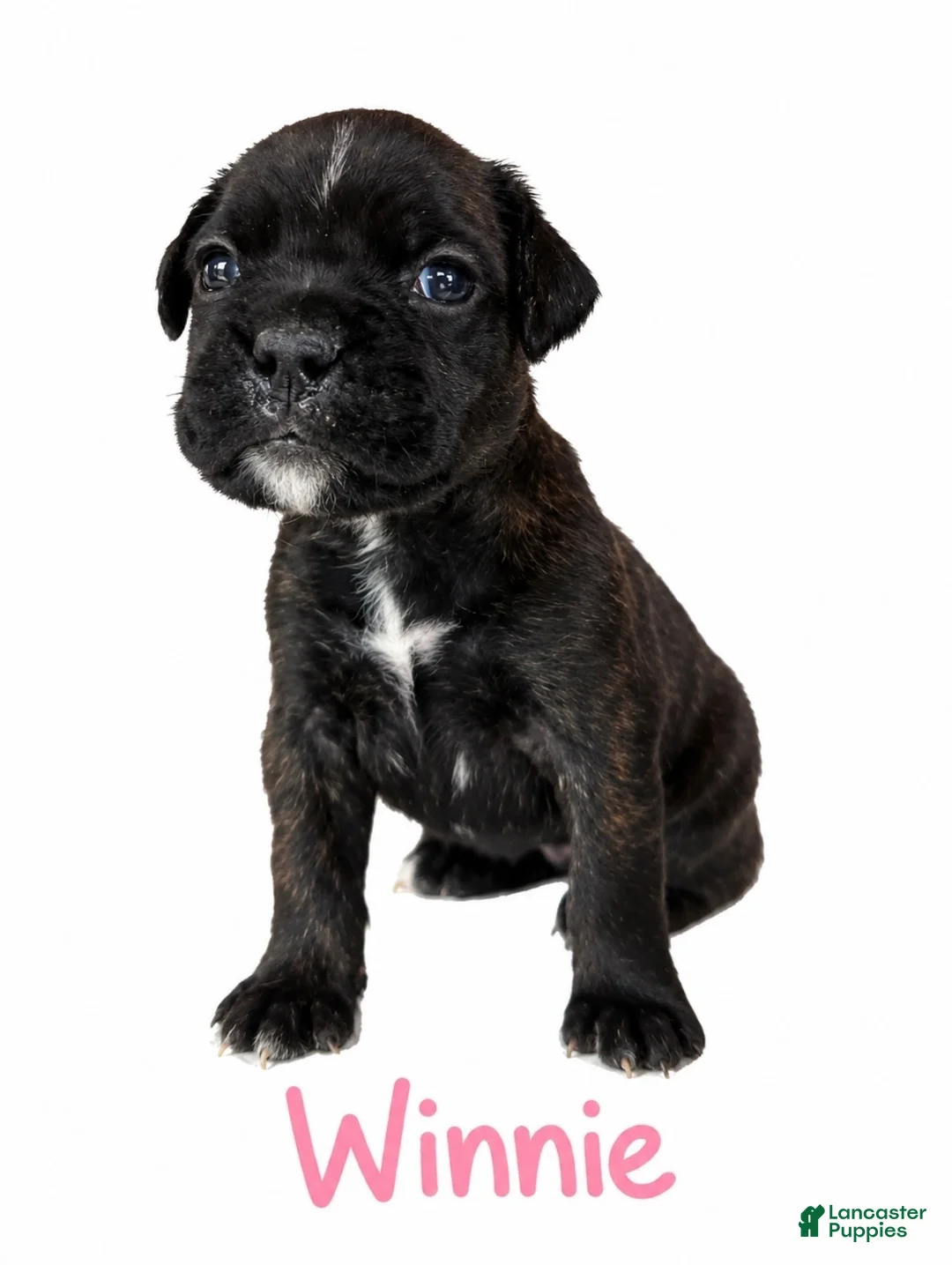 Boxer dogs for sale: Winnie - Ad 1