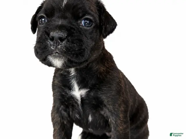 Boxer dogs Winnie - Ad 1