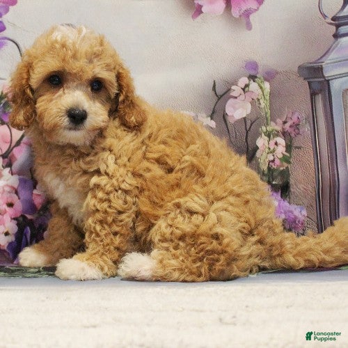 Toy Poodle dogs Marely - Ad 2