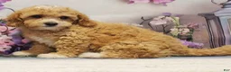 Toy Poodle dogs for sale: Marely - Ad 2
