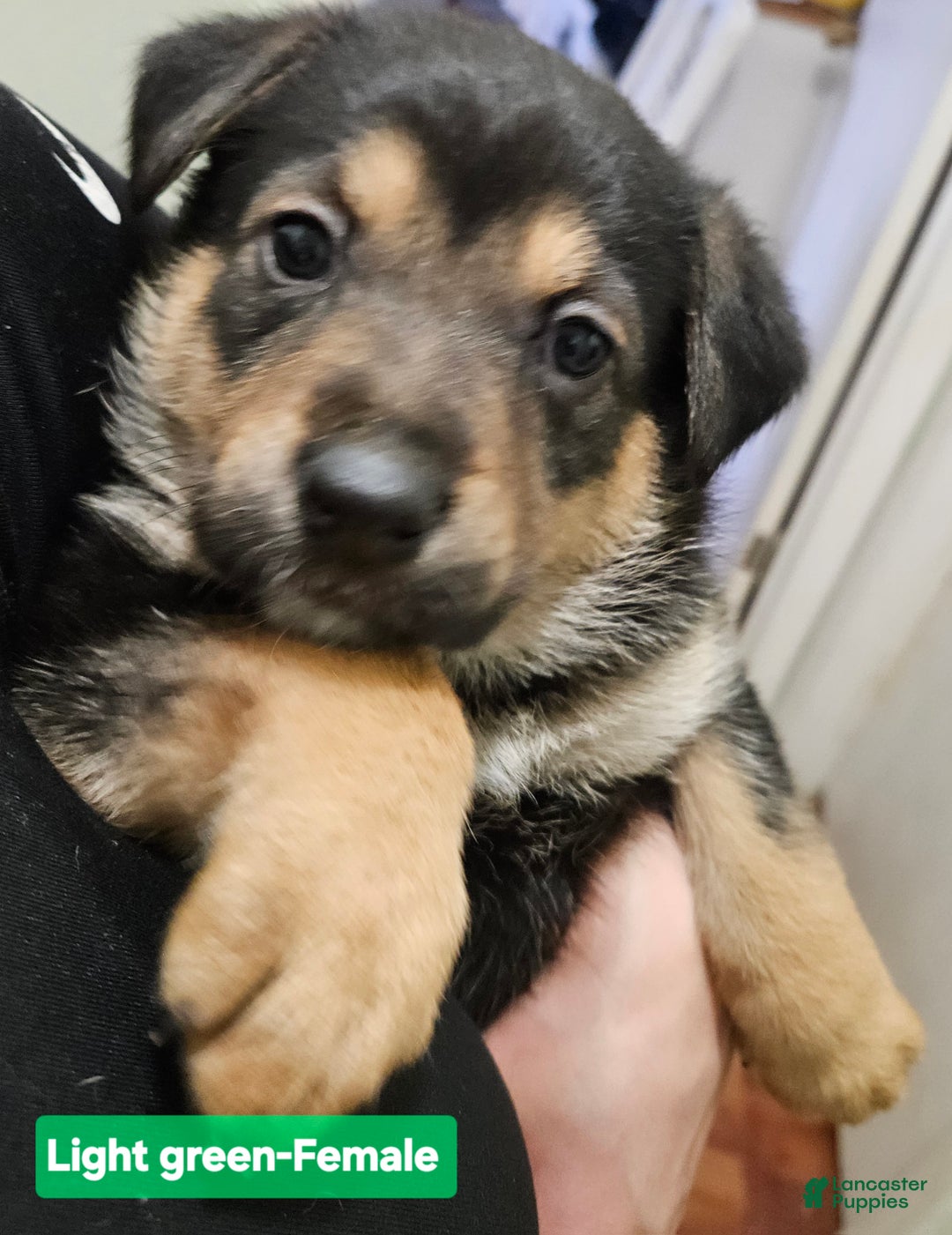 Mixed Breed dogs for sale:  Puppy 9 Light Green  - Ad 4