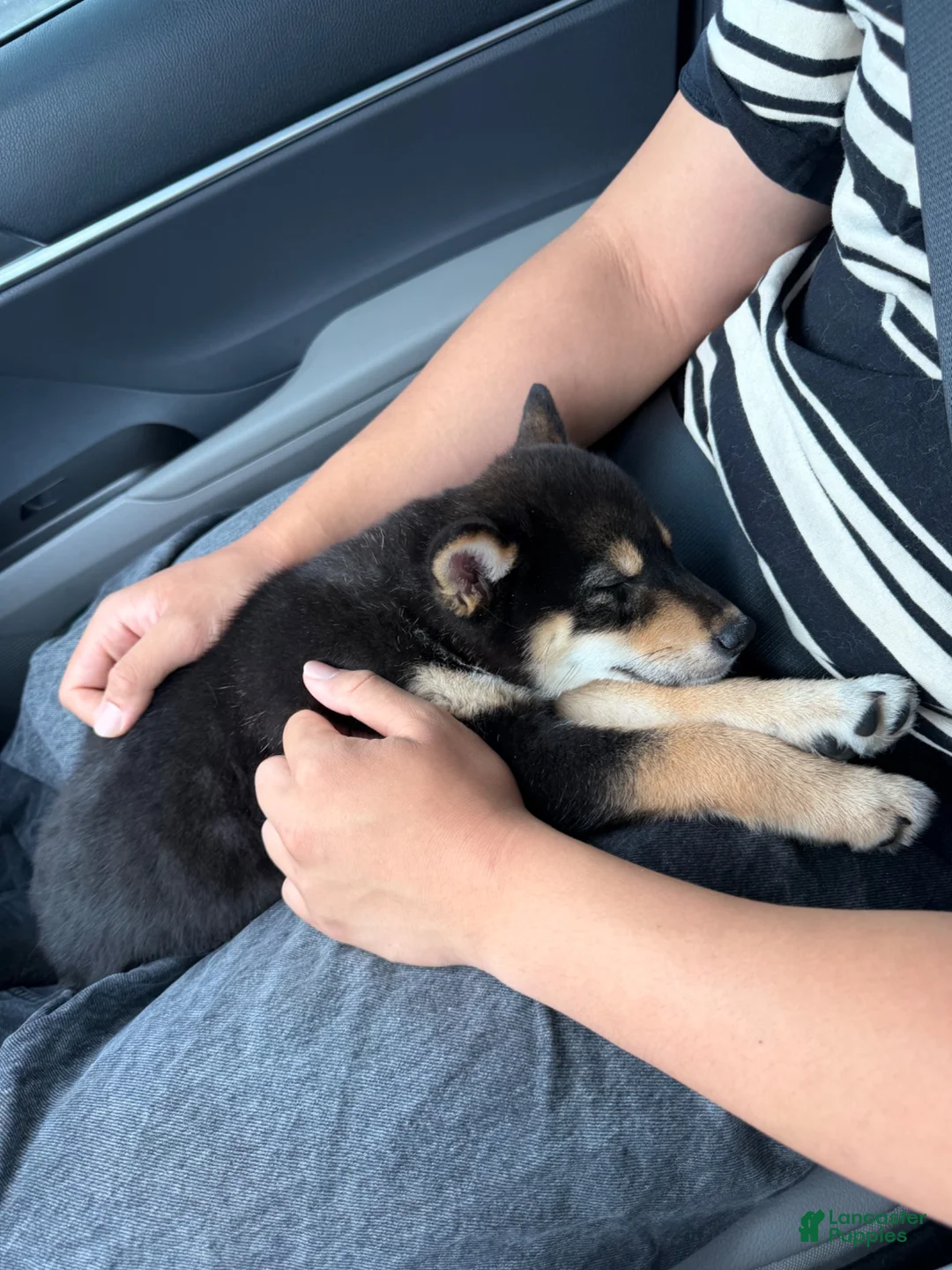 Shiba Inu dogs for sale: Shiba Inu 1 - Ad 3
