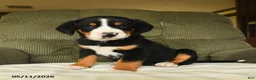 Greater Swiss Mountain Dog dogs for sale: Calvin - Ad 3