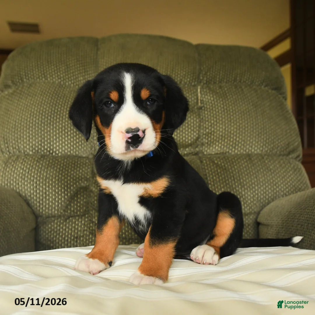 Greater Swiss Mountain Dog dogs for sale: Calvin - Ad 3