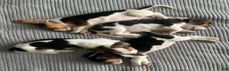 Beagle dogs for sale: Pinto - Ad 11
