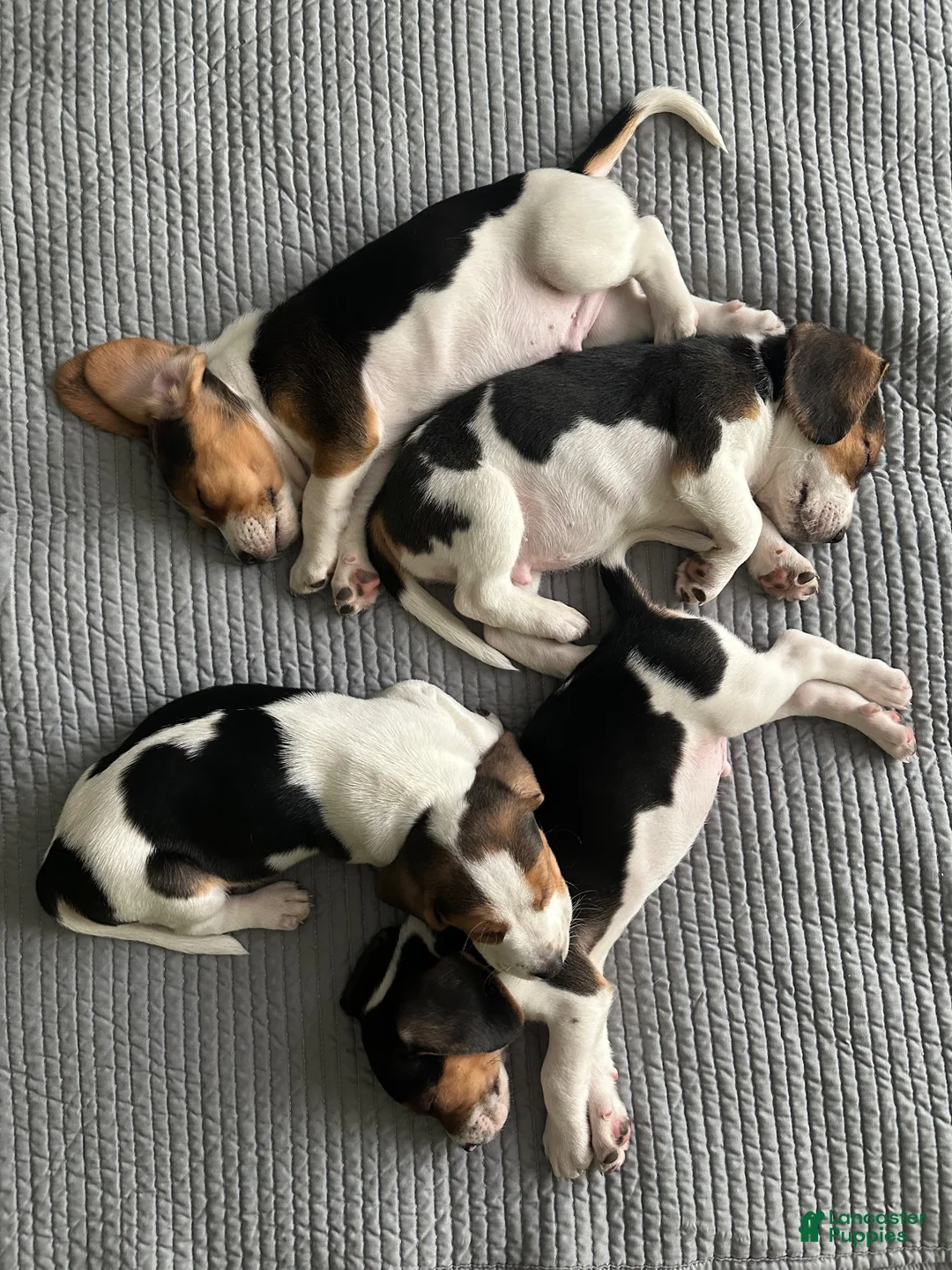 Beagle dogs for sale: Romeo - Ad 11