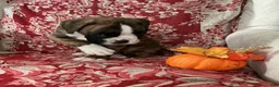 Boxer dogs for sale: Bella - Ad 3
