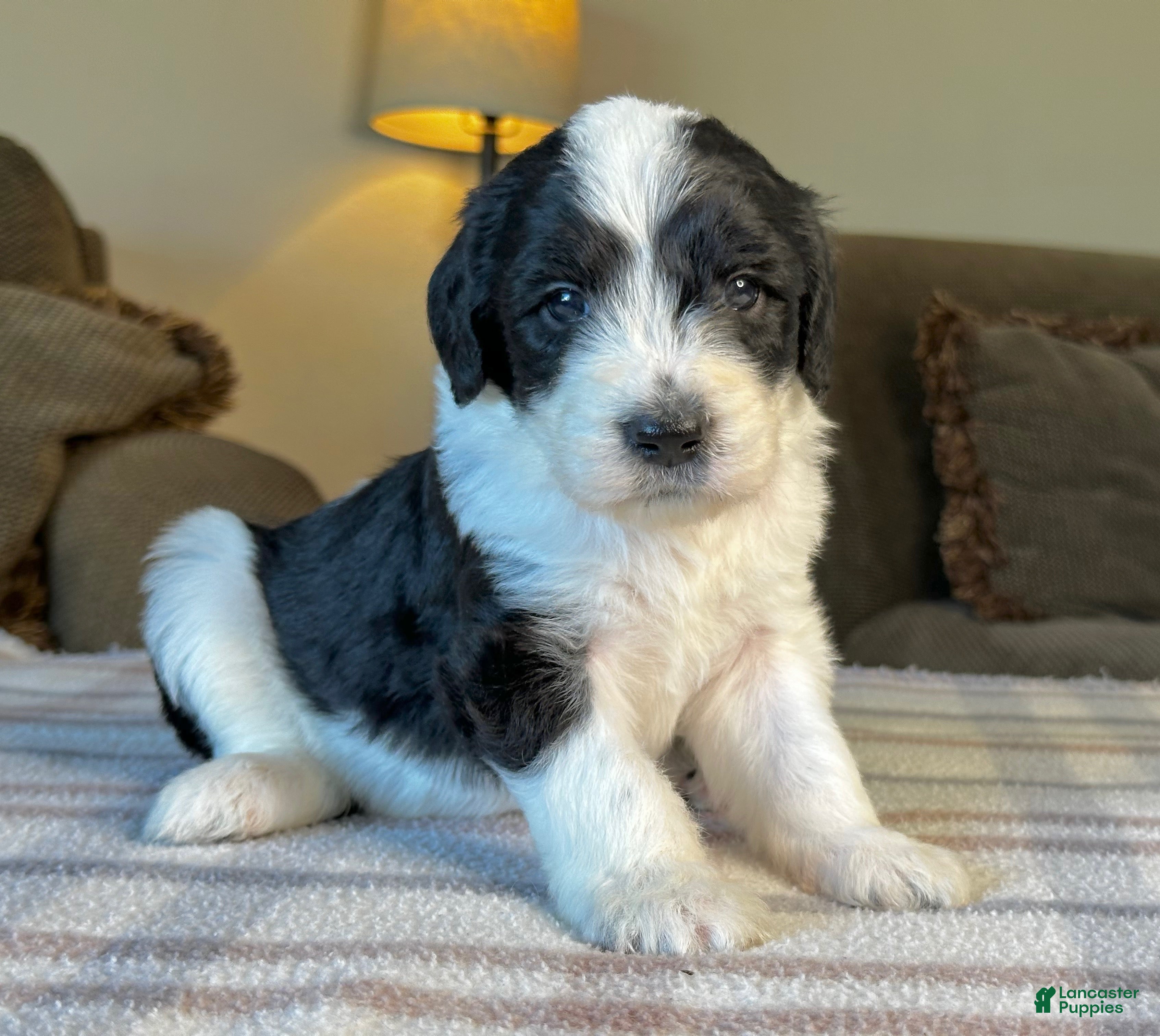 Sheepadoodle dogs Black & White Female 2 - Ad 1