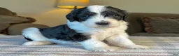 Sheepadoodle dogs for sale: Black & White Female 2 - Ad 1