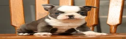 Boston Terrier dogs for sale: Bingo - Ad 8