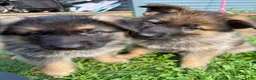 German Shepherd dogs for sale: Bear - Ad 3