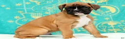 Boxer dogs for sale: Leo - Ad 5