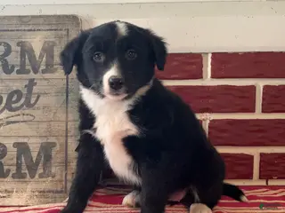 Mixed Breed dogs Fannie - Ad 12