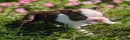 Boston Terrier dogs for sale: Red Pepper - Ad 5