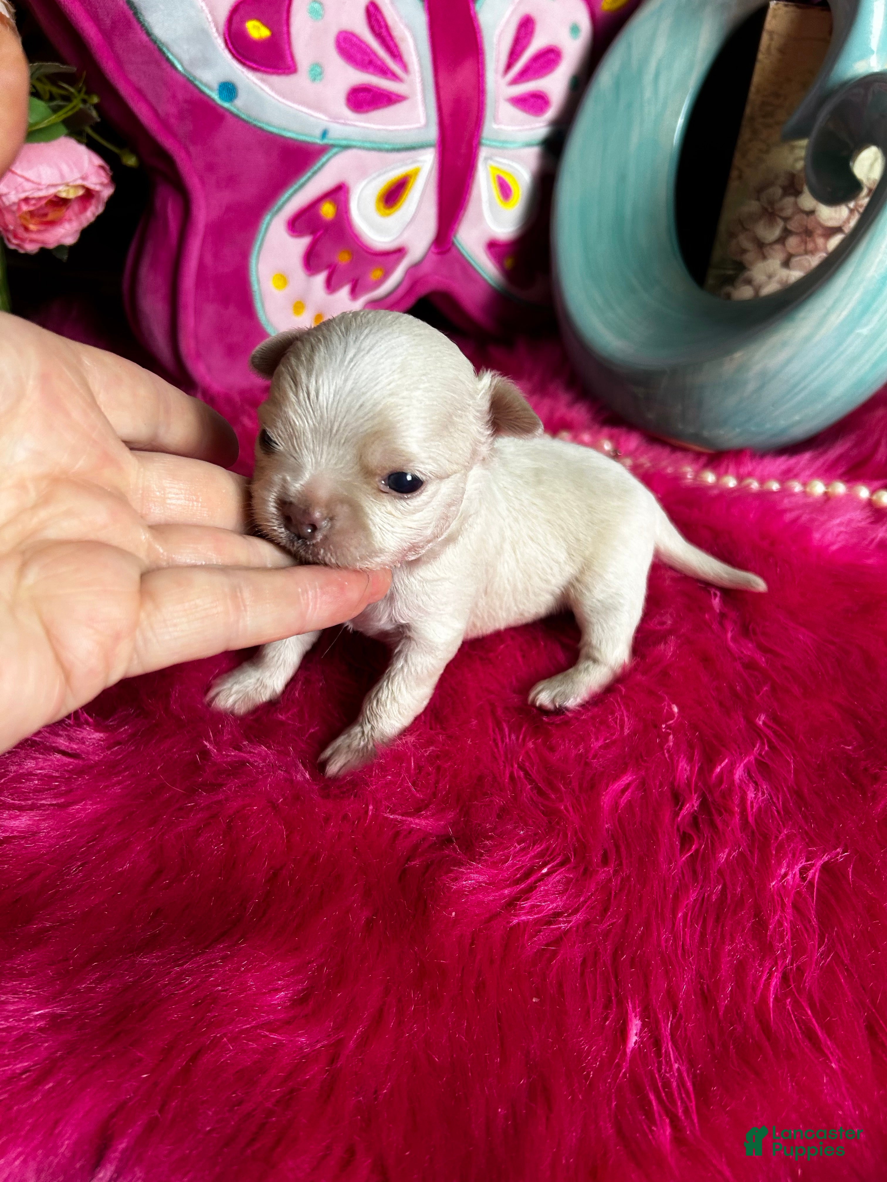 Chihuahua dogs Debs California Chihuahuas   - Ad 2