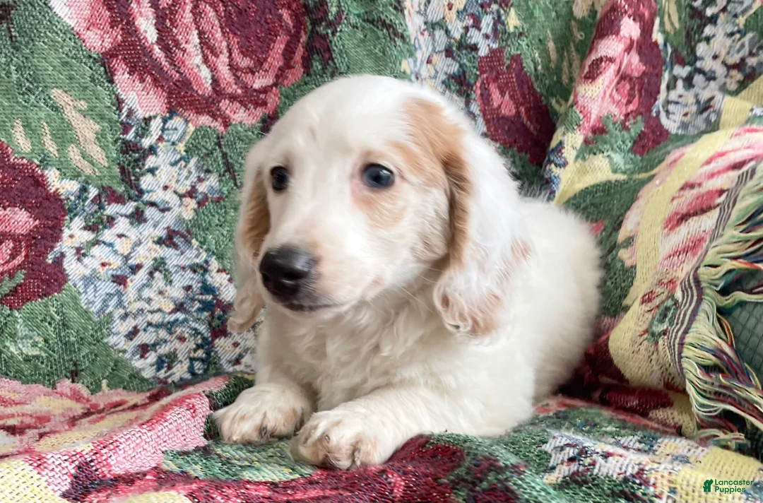 Miniature Dachshund dogs for sale: Valentine - Ad 1