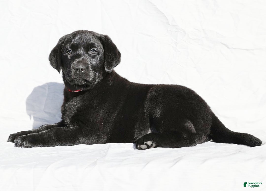 Labrador Retriever dogs for sale: Jingles - Ad 1