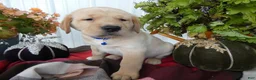 Labrador Retriever dogs for sale: Labrador Retriever 2 Sylvester - Ad 3