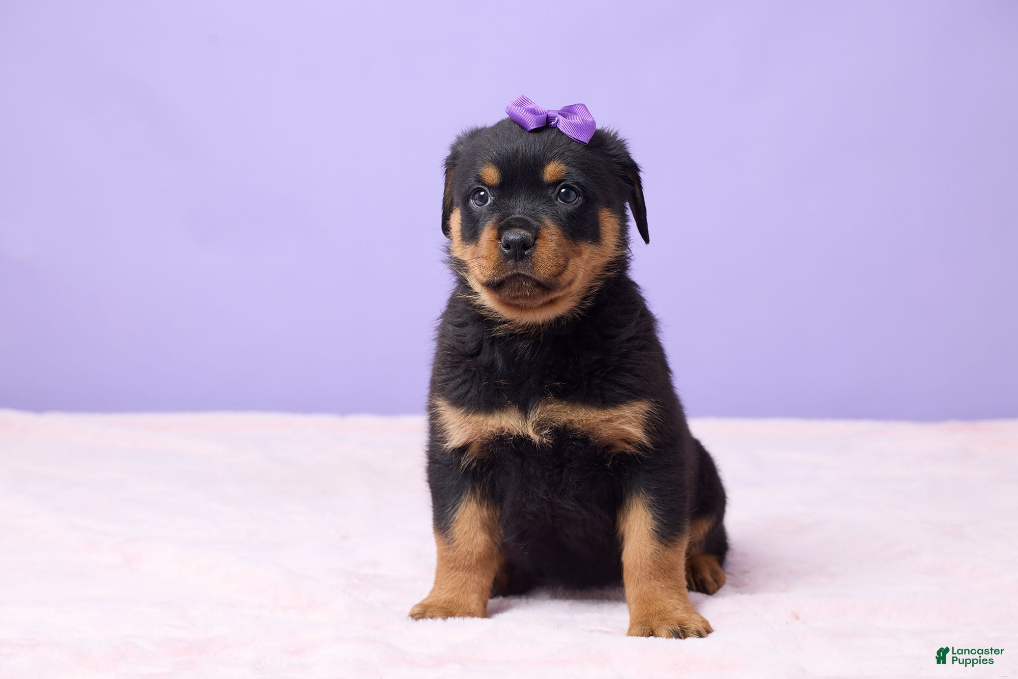 Rottweiler dogs Isla - Ad 33