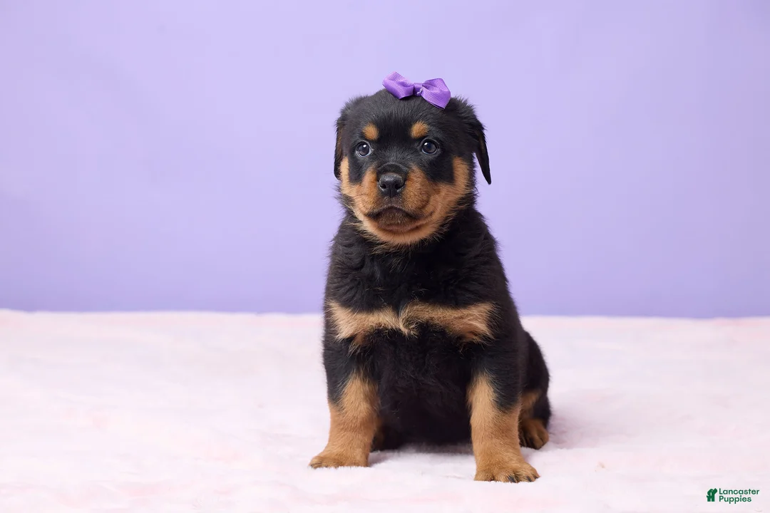 Rottweiler dogs for sale: Isla - Ad 1
