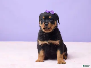 Rottweiler dogs Isla - Ad 33