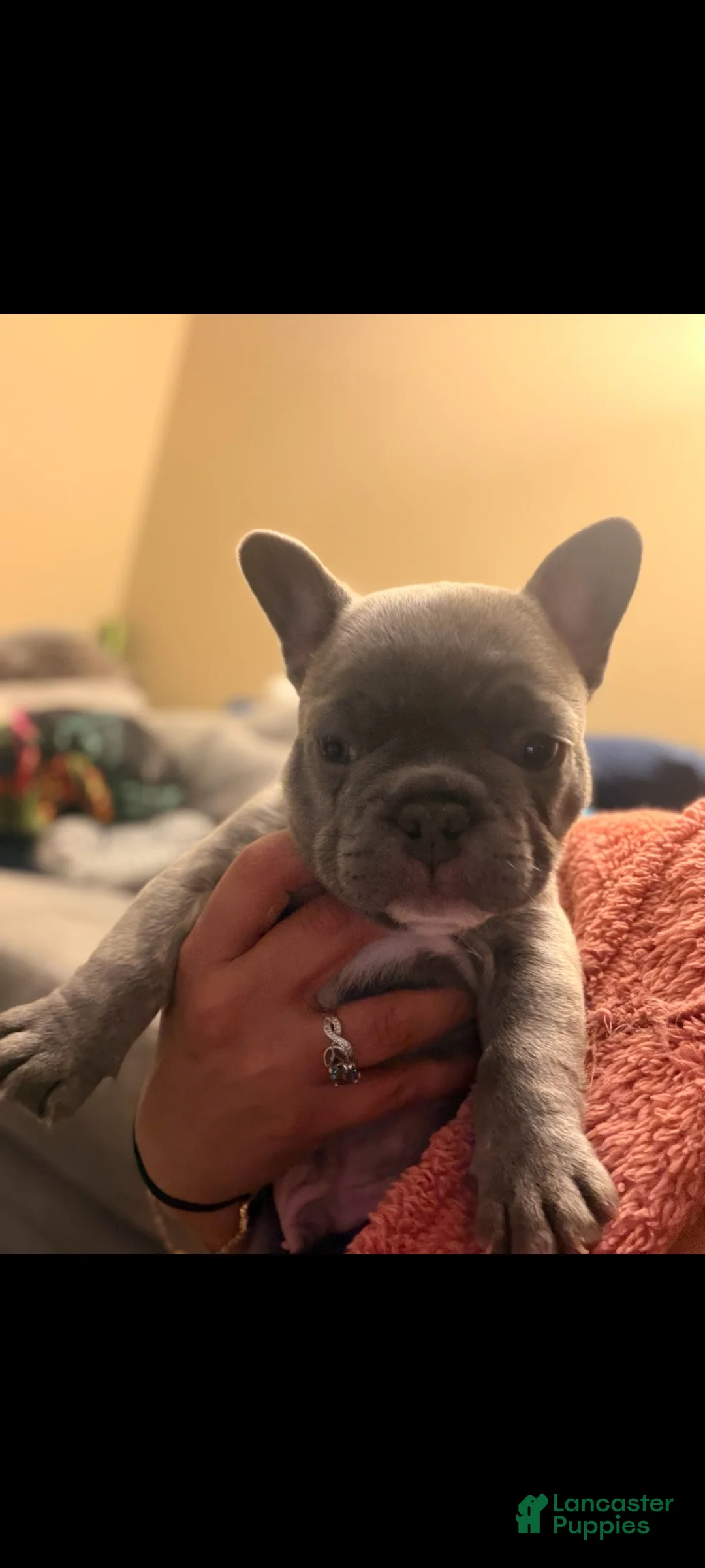 French Bulldog dogs for sale: Stormy - Ad 3