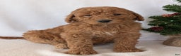 Goldendoodle dogs for sale: Miss Daisy  - Ad 23