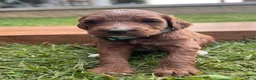 Irish Doodle dogs for sale: Birch - Ad 7