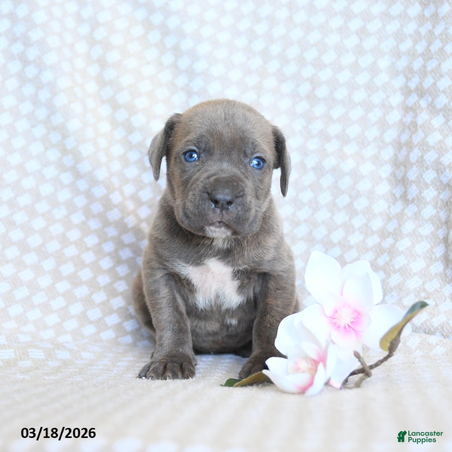 Cane Corso dogs Candy - Ad 1