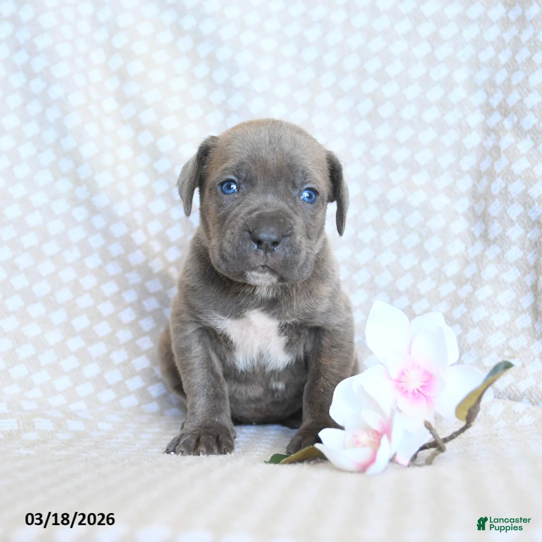 Cane Corso dogs for sale: Candy - Ad 1