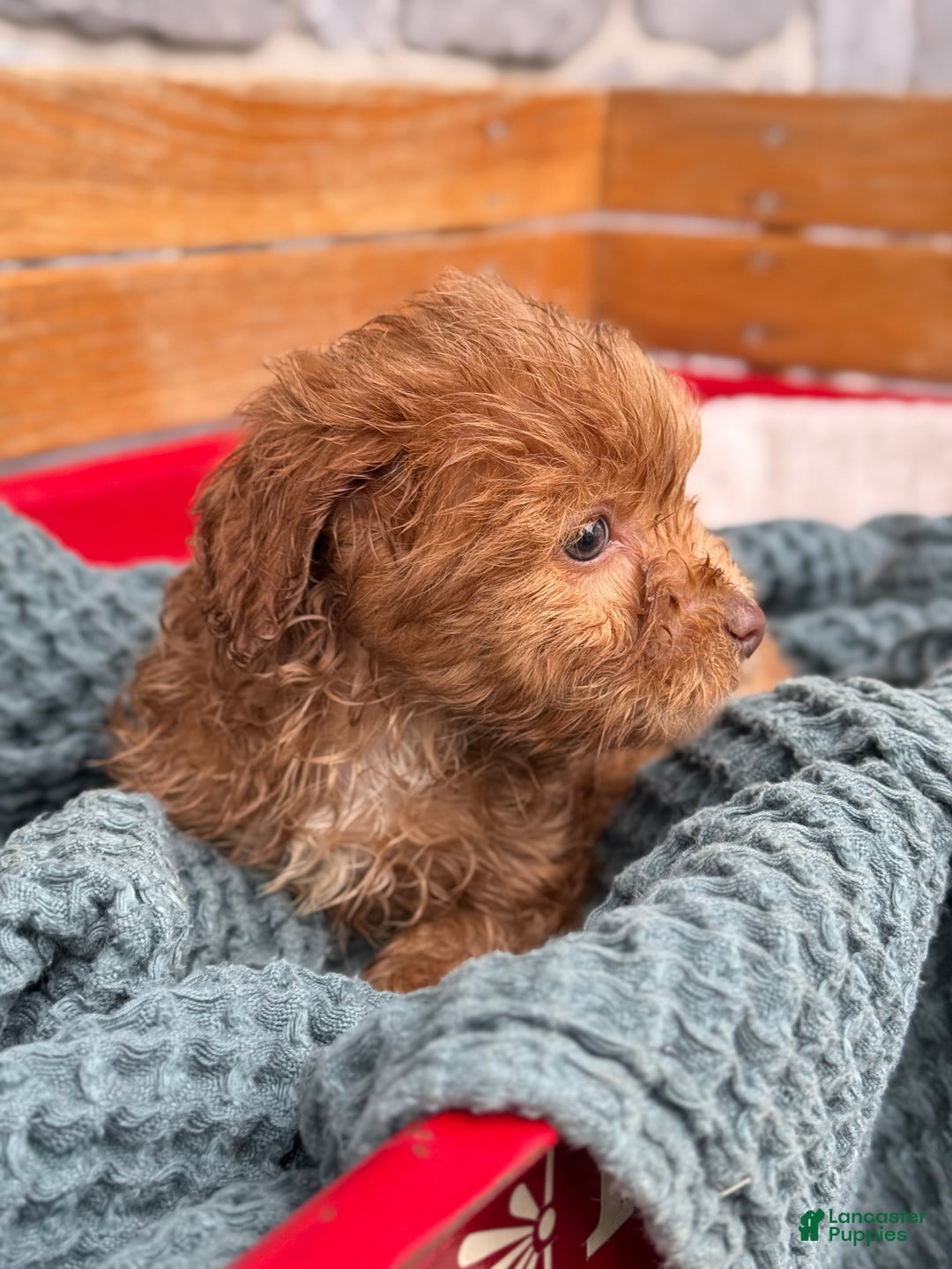 Cavapoo dogs for sale: Arlo - Ad 57