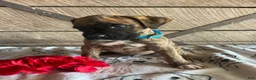Boxer dogs for sale: Dempsey - Ad 2