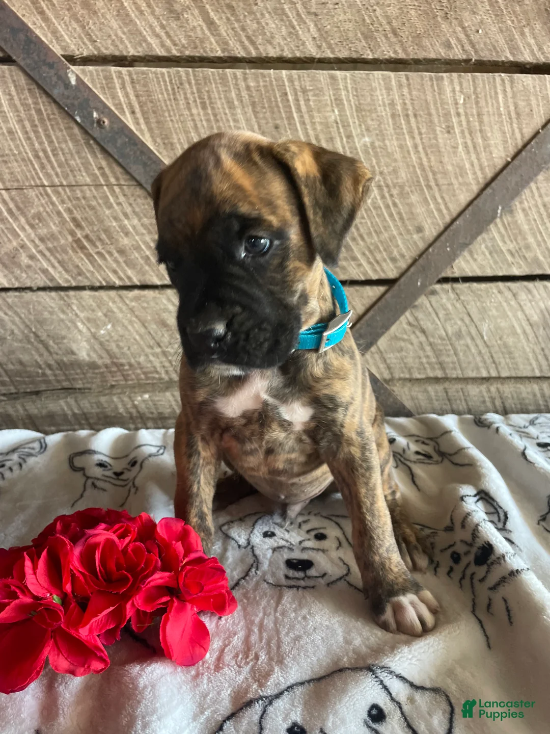 Boxer dogs for sale: Dempsey - Ad 2