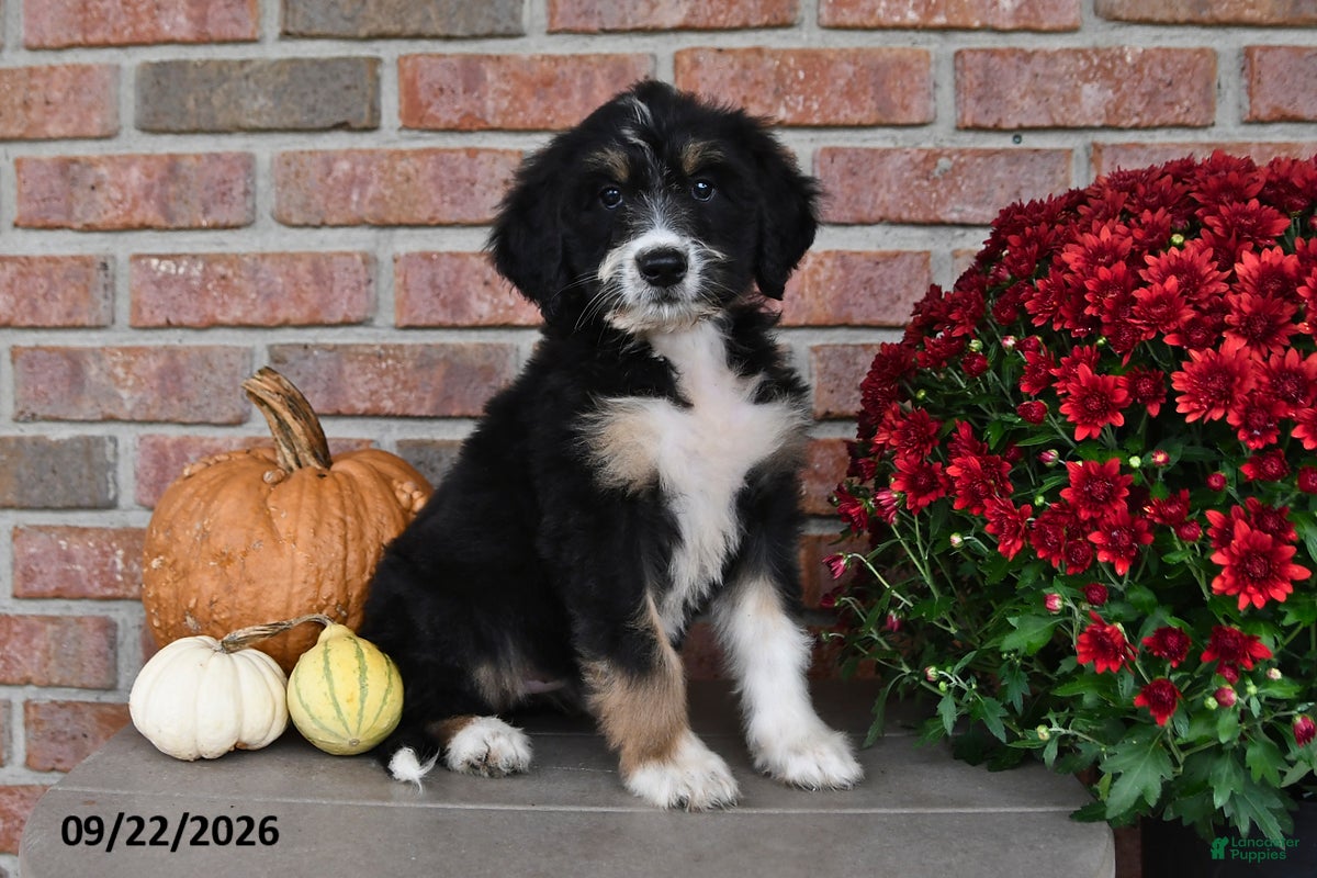 Bernedoodle dogs Jenny - Ad 2