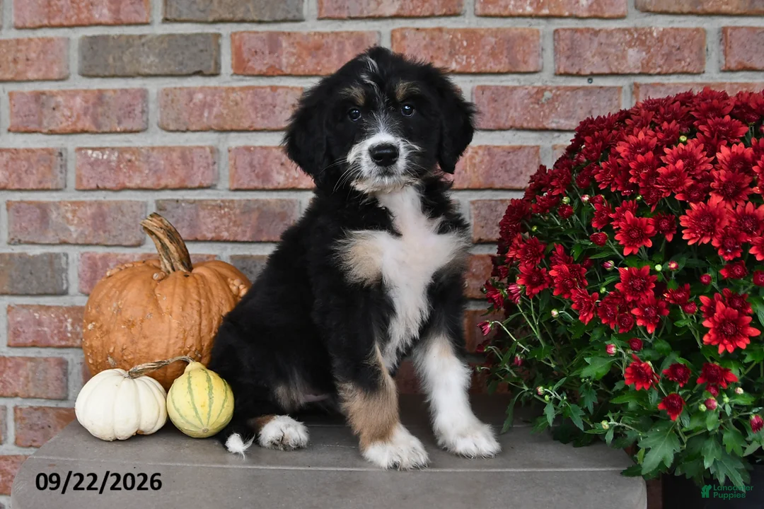 Bernedoodle dogs for sale: Jenny - Ad 2