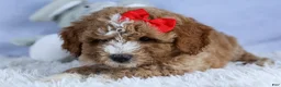 Mini Goldendoodle dogs for sale: 🐾 Meet Neo – F2B Mini Goldendoodle Puppy 🐾 - Ad 10