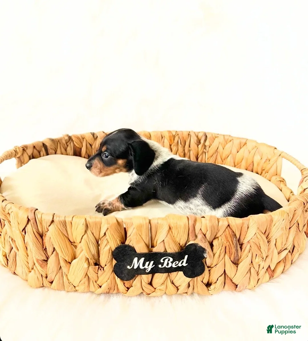 Miniature Dachshund dogs for sale: AKC Opal - Ad 5