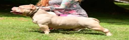 American Bully dogs for sale: Bella - Ad 5