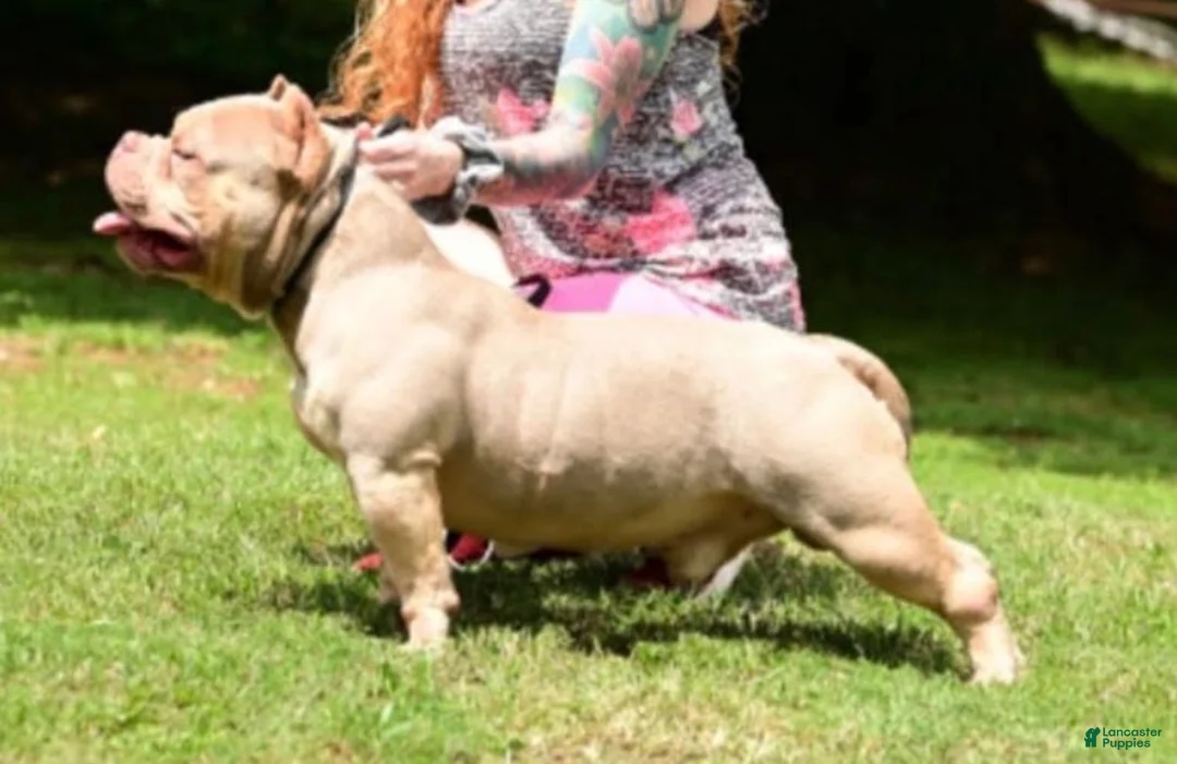 American Bully dogs for sale: Bella - Ad 5