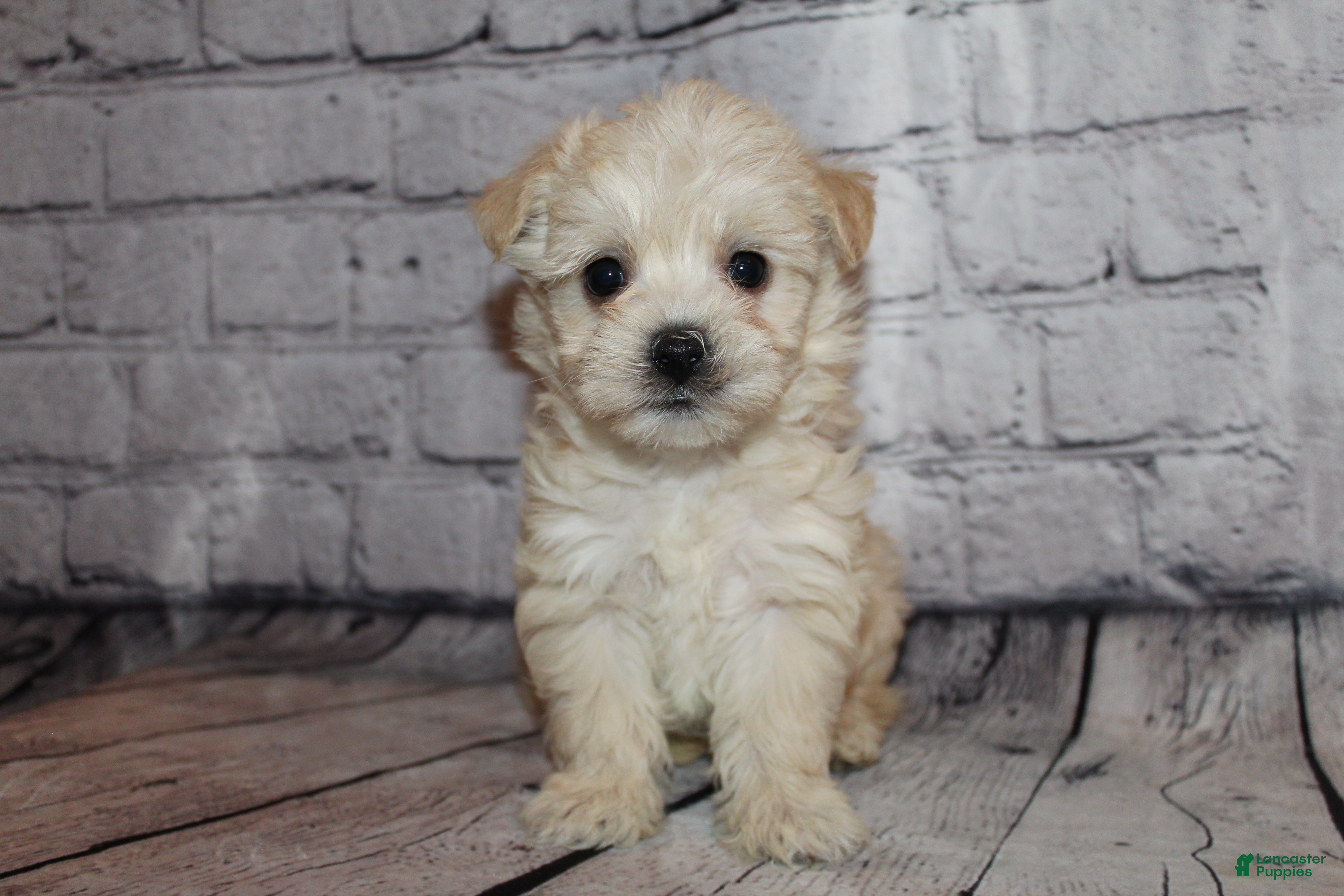 Morkie dogs Joy - Ad 32