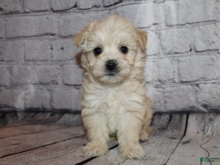 Morkie dogs Joy - Ad 37