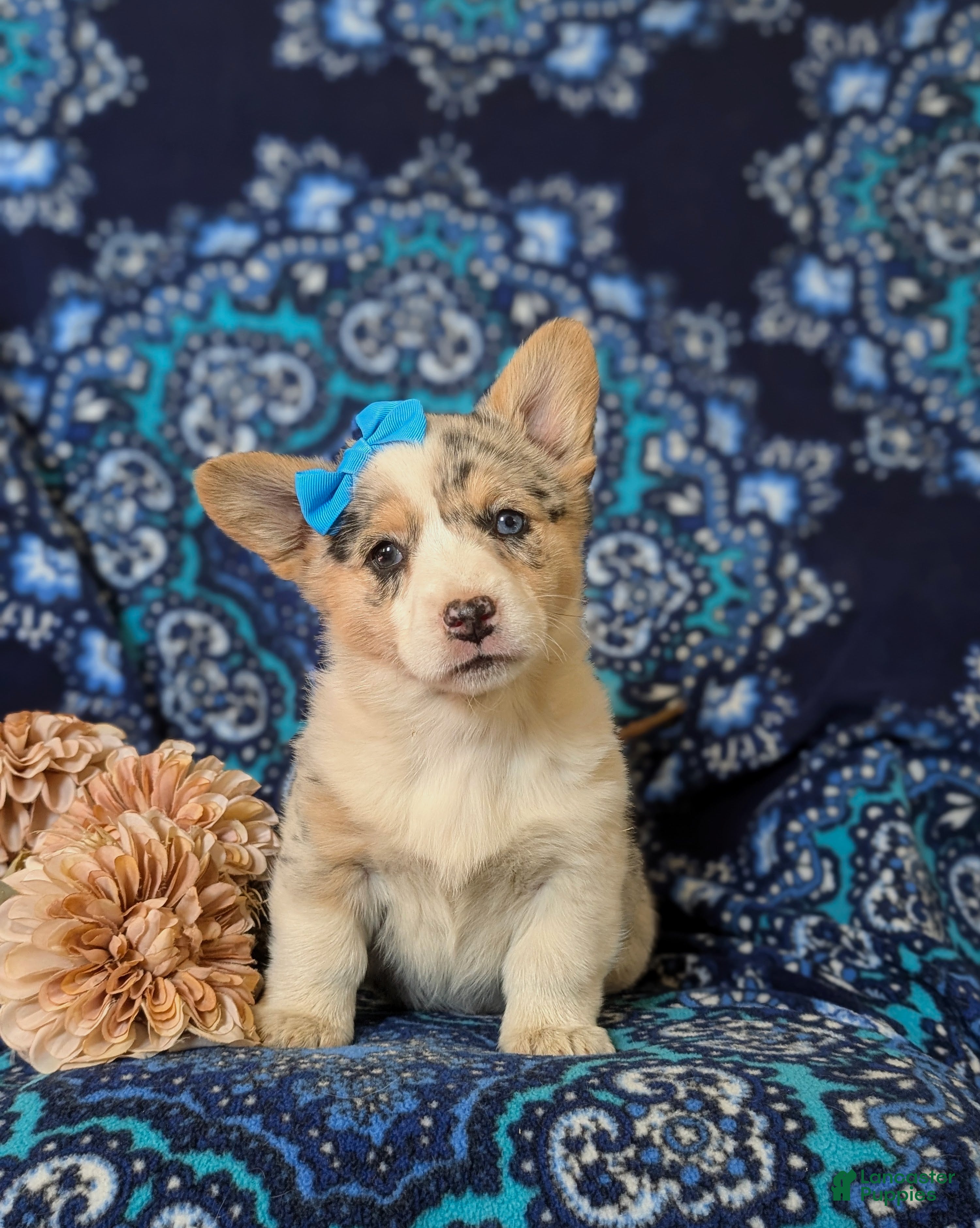 Welsh Corgi Pembroke dogs Jezebel - Ad 2